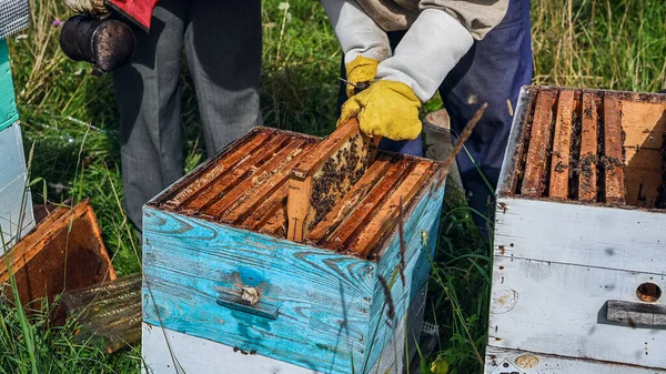 Крупный план открытого улья с кадрами, населенными пчелами. Медовые пчёлы ползают в открытом улье на сотах из дерева меда, выполняя командную работу.. — стоковое фото