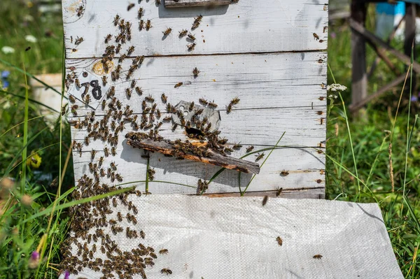 Las abejas arrastrándose a la entrada de la colmena, la familia de las abejas. Abejas volando alrededor de las colmenas en el colmenar. —  Fotos de Stock