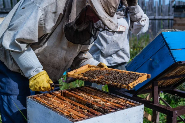 Arı yetiştiricisi arılara bakıyor, bal dolu bal petekleri, arı kovanında koruyucu bir arı giysisi içinde. Arı kovanından saf doğal ürün, Beehouse 'dan çıkarılan sarı altın bal.. — Stok fotoğraf