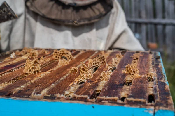 Apicultor abre a tampa das casas de abelhas para tirar mel dela — Fotografia de Stock