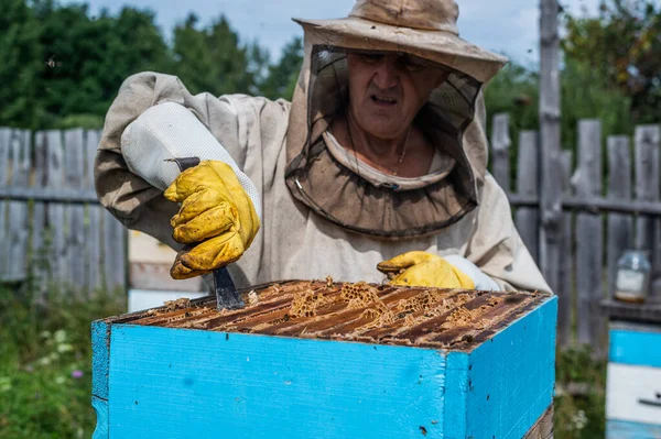 Макро-снимок пчел в сотах. Мужские руки пчеловода вынимают часть улья. — стоковое фото