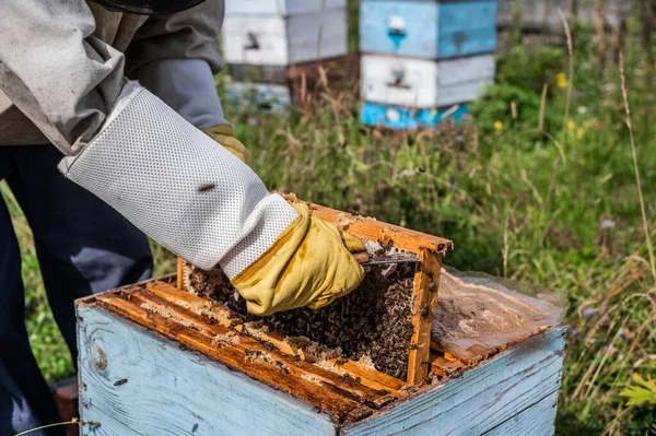 Maestro de abejas en apiary. El hombre con sombrero protector trabaja con la colmena. Apicultor examinando abejas en una granja de abejas en el fondo de la naturaleza verde. —  Fotos de Stock