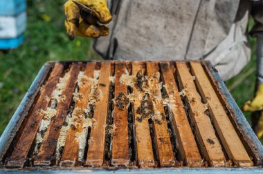 Bal arılarının oturduğu kovanları gösteren açık kovanların yakın görüntüsü. Bal arıları bal peteği ahşap bal petekleri üzerinde açık bir kovanda sürünerek takım çalışması yapıyorlar..
