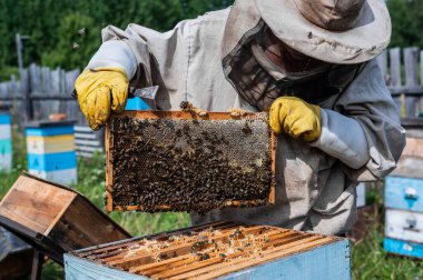 Arı yetiştiricisi arılarla ve arı kovanlarıyla çalışıyor..