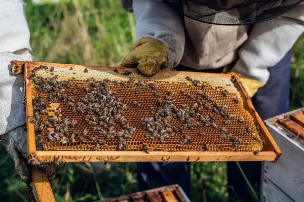 Apicultores colocando bandejas de panal con abejas de nuevo en la colmena, apicultores preparándose para cosechar miel en el colmenar. —  Fotos de Stock