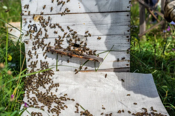 Abeja de cerca. Abejas en la colmena de abejas. Enjambre de abejas —  Fotos de Stock