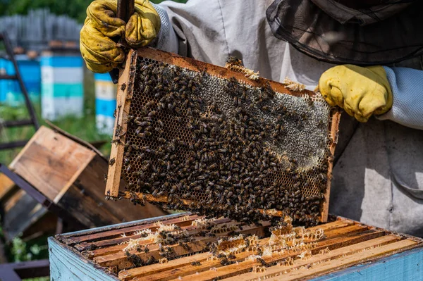 Primer plano del apicultor mostrando un marco de panal con abejas trabajando haciendo miel. Apicultura. Producto natural. Cera de abejas. Granja de abejas. —  Fotos de Stock