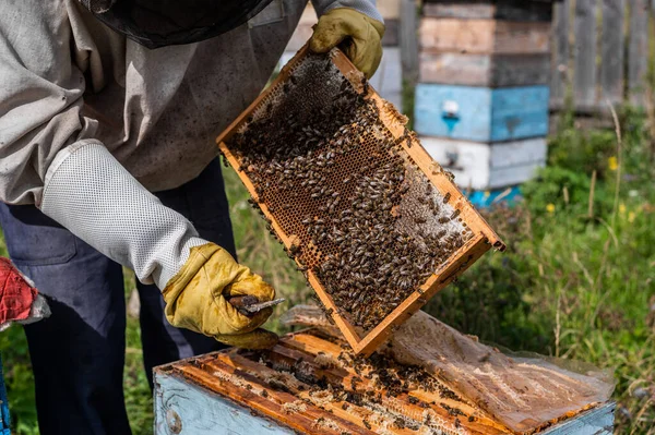 Apicultor inspeccionando sus abejas melíferas en colmenas blancas en una granja. —  Fotos de Stock