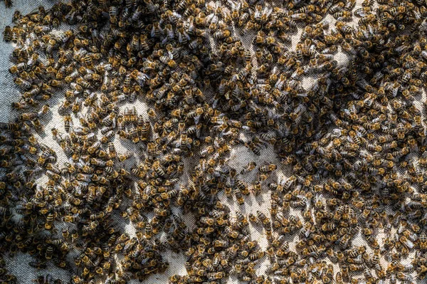 Vista de perto do corpo aberto da colmeia mostrando os quadros povoados por abelhas. Abelhas rastejam em uma colmeia aberta em favos de mel de madeira fazendo trabalho de equipe. Conceito de apicultura na agricultura. — Fotografia de Stock