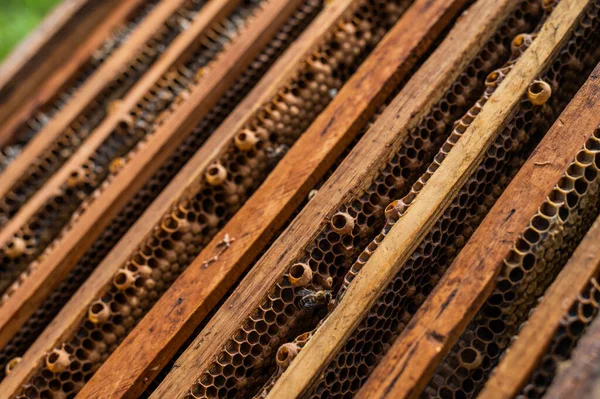 Vista de cerca del cuerpo de la colmena abierta que muestra los marcos poblados por abejas melíferas. Las abejas melíferas se arrastran en una colmena abierta en panal de abejas de madera haciendo trabajo en equipo. Concepto apícola en la agricultura. —  Fotos de Stock