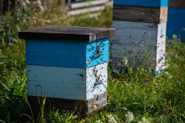 Пчелы ползают у входа в улей, пчелиная семья. Пчелы летают вокруг ульев на пасеке. — стоковое фото