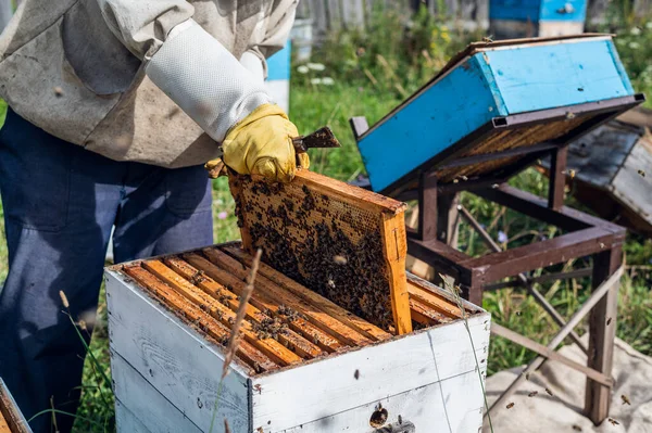 Пчеловод осматривает своих пчёл в белых ульях на ферме. — стоковое фото