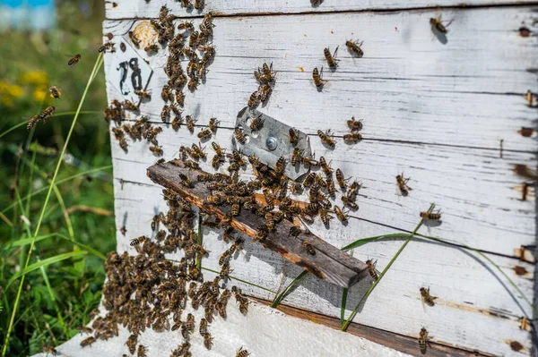 Abejas de miel en el agujero de entrada de la colmena. Volar lejos y regresar. —  Fotos de Stock