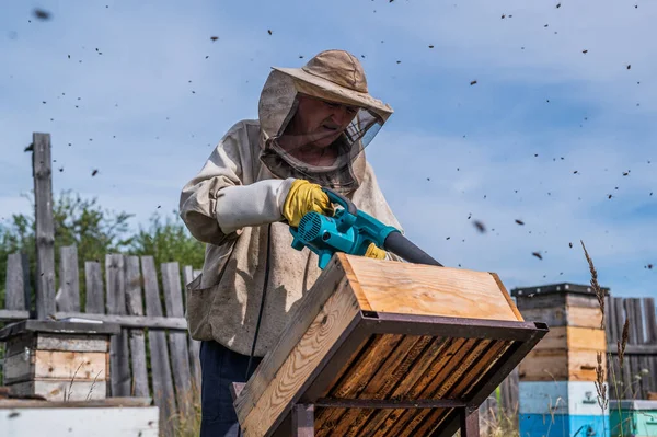 Beekeeper uses air-blowing device to brush bees aside. Bees swarm in collection container. Beekeeper handles receptacle with queen bee