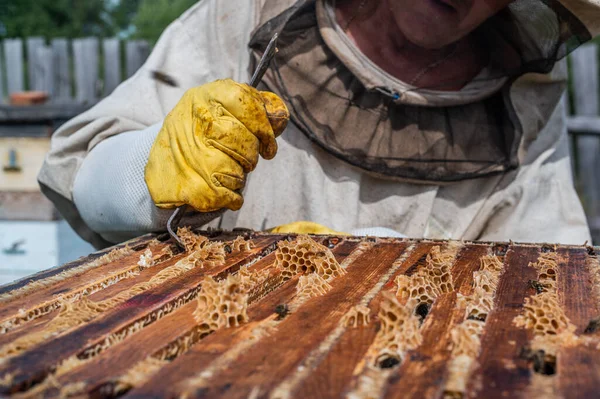 Zbiory miodu w pasiece. Pszczoły na plastrze miodu. Pszczelarz usuwa nadmiar wosku miodowego, aby wyciągnąć ramę z miodem. — Zdjęcie stockowe