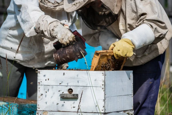 Primo piano dell'apicoltore che fuma un favo d'alveare con fumo fumigante per posizionare le cornici. Fumigazione. Processo di apicoltura. — Foto Stock