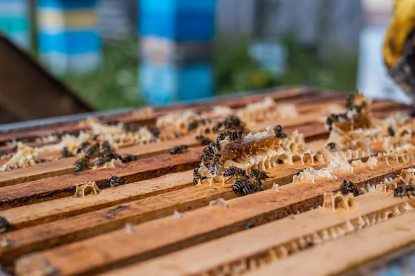 Z bliska widok na otwarte ciało ula pokazujące klatki zaludnione przez pszczoły miodne. Pszczoły miodne pełzają w otwartym ulu na plastrach miodu drewnianych plastrach miodu wykonujących pracę zespołową. Koncepcja pszczelarstwa w rolnictwie. — Zdjęcie stockowe