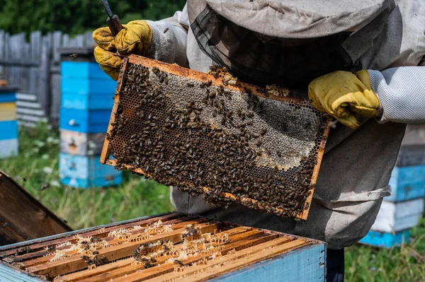 Pszczelarz opiekuje się pszczołami, plastrami miodu, w ochronnym stroju pszczelarza w pasiece. Czysty produkt naturalny z uli pszczół, żółty złoty miód wyciągnięty z chrząszcza. — Zdjęcie stockowe