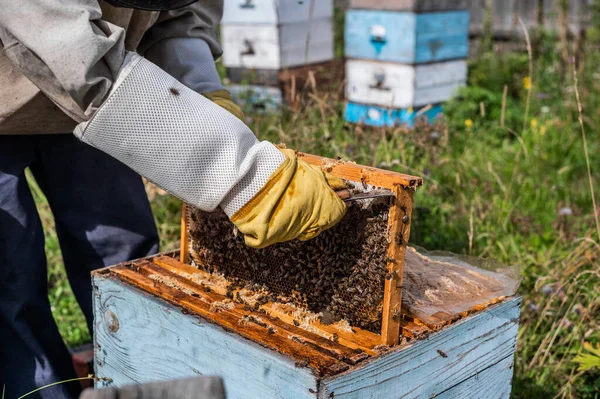 Pszczelarz opiekuje się pszczołami, plastrami miodu, w ochronnym stroju pszczelarza w pasiece. Czysty produkt naturalny z uli pszczół, żółty złoty miód wyciągnięty z chrząszcza. — Zdjęcie stockowe