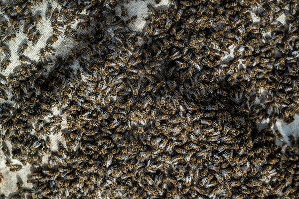 Un enjambre de abejas arrastrándose, macro disparo. Una colonia de abejas gateando sobre un fondo blanco. Apicultura, pequeña empresa, hogar colmenar. —  Fotos de Stock