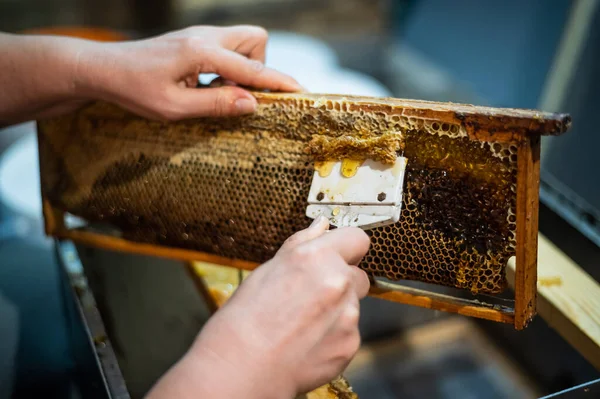 Apicultor unseals panal con un rascador para eliminar la cera y restar la miel. —  Fotos de Stock