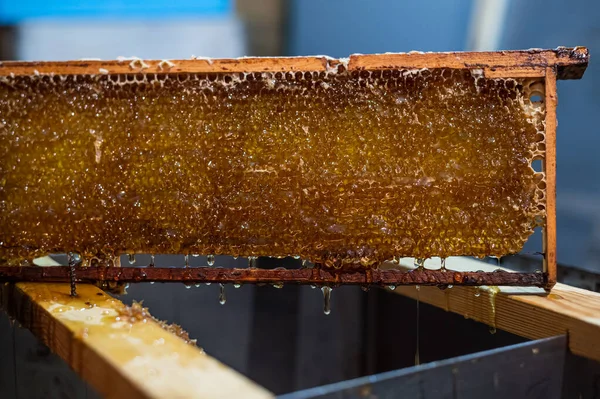 Mano usando un rascador para obstruir panales con miel en un marco. Apicultor Unseal Honeycomb. —  Fotos de Stock