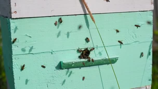 Miodowe pszczoły na dziurze wejściowej do ula. Odlatujące i powracające. — Wideo stockowe