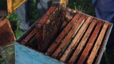 Arı yetiştiricileri arı kovanına bal kovanlarını geri koyuyorlar. Arı yetiştiricileri arı kovanında bal toplamaya hazırlanıyor..