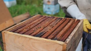 Arı yetiştiricisi arılarla ve arı kovanlarıyla çalışıyor..