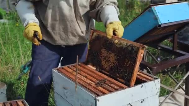 De imker zorgt voor bijen, honingraten vol honing, in een beschermend imkerpak bij de bijenstal. Zuiver natuurlijk product uit bijenkorf, geelgouden honing uit bijenstal getrokken. — Stockvideo