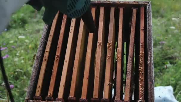 Arı yetiştiricisi bal peteğini temizlemek için kovandan hava üfleyicisiyle arıları üflüyor.. — Stok video