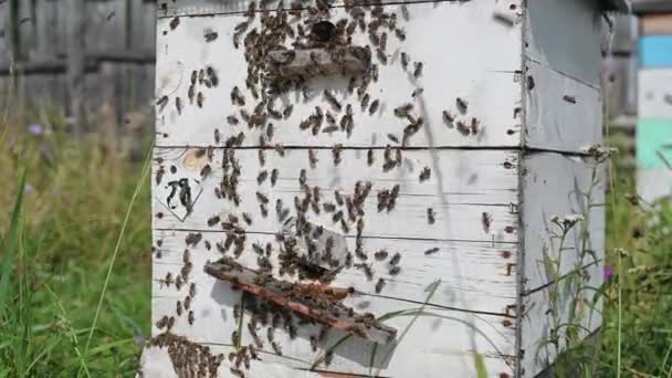 Tahta arı kovanına açılan kalabalık kapının ayrıntıları. Sarı polenle sarılmış bacakları olan arılar geliyor. Arılar kovandan ayrılıp yeni polen yığınları için uçuyorlar. Tatlı bal üretimi. Arılar çok çalışıyor. — Stok video