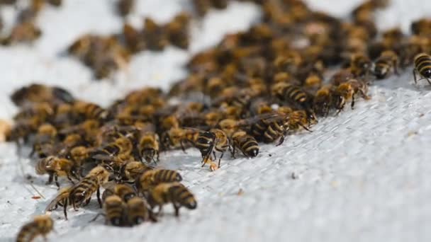 Muchas abejas regresan a la colmena. Enjambre de abejas recolectando néctar de flores. Miel de granja ecológica saludable — Vídeos de Stock