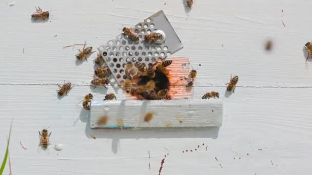 Méhek kúsznak a kaptár bejáratánál, méhcsalád. Méhek röpködnek a méhkaptárban. — Stock videók