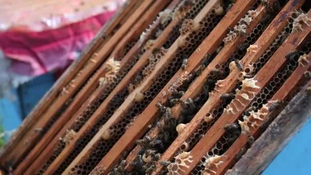 Bijen dicht. Bijen bij de bijenkorf. Bijenzwerm — Stockvideo