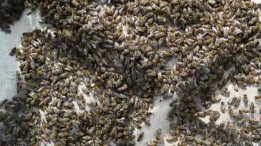 Sürünen bir arı sürüsü, 4K 'da makro çekim. Beyaz arka planda sürünen bir arı kolonisi. Arıcılık, küçük işletme, arıcılık..