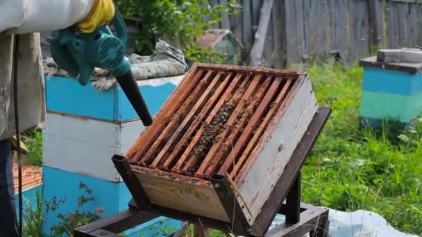 Apicultor usa dispositivo de sopro de ar para escovar as abelhas de lado. Abelhas enxame em recipiente de coleta. Apicultor lida com receptáculo com abelha rainha — Vídeo de Stock