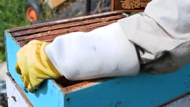 Bijenmeester op bijenstal. De man met de beschermende hoed werkt met een schoorsteen in de bijenkorf. Bijenhouder die bijen onderzoekt op een bijenboerderij. — Stockvideo