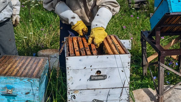 Руки пчеловода аккуратно вставлены в улей после осмотра. Кадр полон меда. There are a lot of Bees on the Frame. — стоковое фото