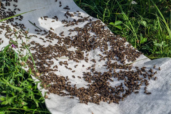 蜂の群れが這ってマクロショット。白い背景に蜂が群がっている。養蜂、小規模事業、家庭用食料品. — ストック写真