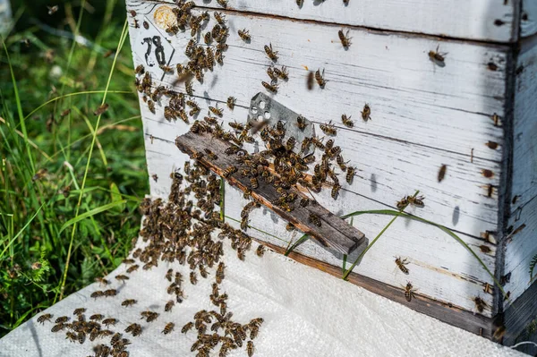 Abeja de cerca. Abejas en la colmena de abejas. Enjambre de abejas —  Fotos de Stock