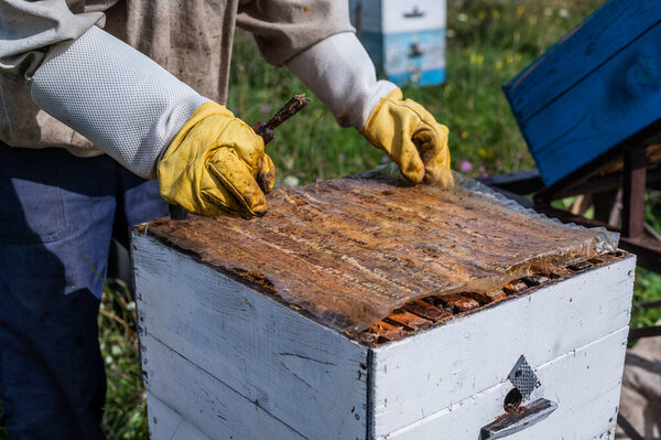 Beekeeper opens the beehouses cover to take honey out of it