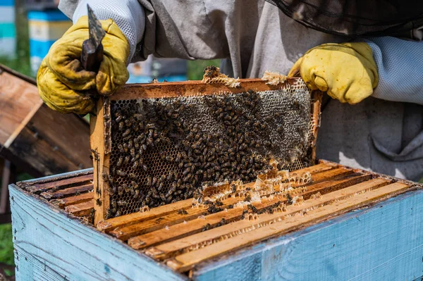 Maestro de abejas en apiary. El hombre con sombrero protector trabaja con la colmena. Apicultor examinando abejas en una granja de abejas en el fondo de la naturaleza verde. —  Fotos de Stock