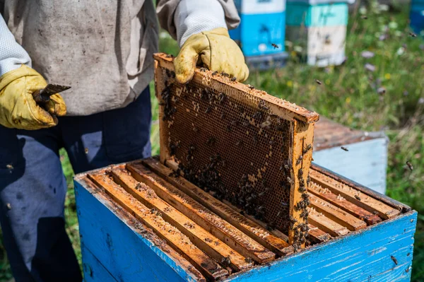 Руки пчеловода аккуратно вставлены в улей после осмотра. Кадр полон меда. There are a lot of Bees on the Frame. — стоковое фото