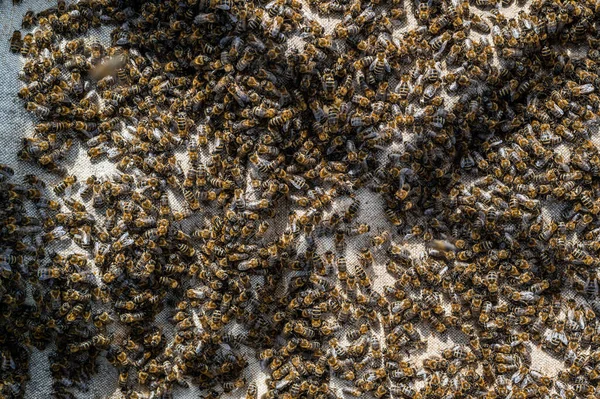 Bin kryper på honungskakor. Bin jobbar i kupan. Apiary närbild. Honungsproduktion — Stockfoto