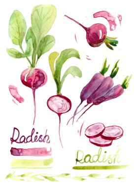 turp, suluboya boyalı. el bir sebze sulu boya resimde çekilmiş. Gıda. turp kesim içinde. Buhar ile turp