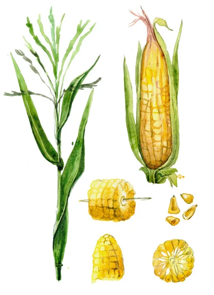 Corn Painted Watercolor Hand Drawn Watercolor Illustration Vegetable Food Corn — Stock Photo, Image