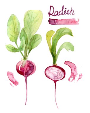 turp suluboya içinde boyalı. el bir sebze sulu boya resimde çekilmiş