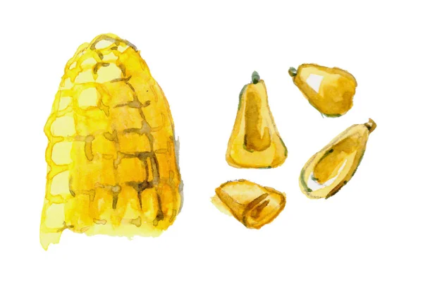 Kukorica Akvarell Festett Kézzel Rajzolt Növényi Akvarell Illusztrációja — Stock Fotó