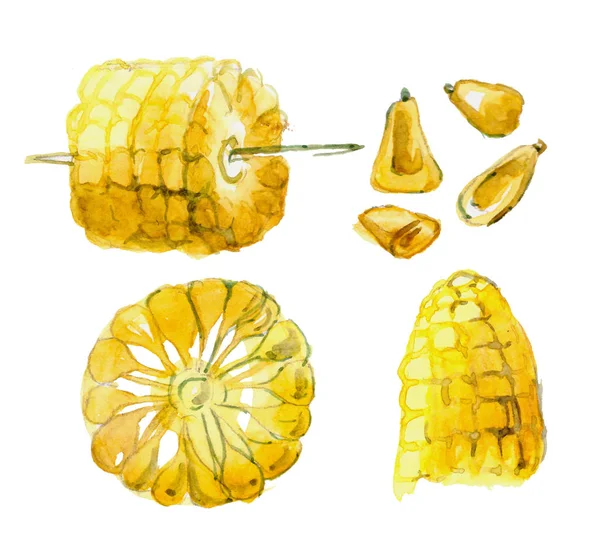 Kukorica Akvarell Festett Kézzel Rajzolt Növényi Akvarell Illusztrációja — Stock Fotó